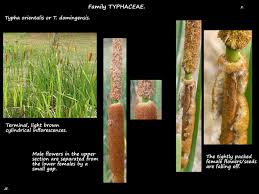 Image result for Typhaceae