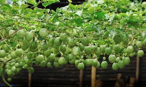 Fresh passion fruit close up/ tree. Passion Fruit Vine Purple Possum Variety