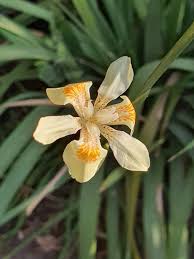 Image result for Dietes flavida