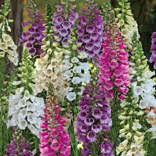 Изучайте релизы digitalis на discogs. Digitalis Dalmatian Mixed F1 Flower Plants From Mr Fothergills Seeds And Plants