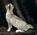 Domestic Spotted Ocicat Kittens for Sale Midnite Moon Ocicats