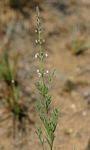 Image result for Ocimum angustifolium