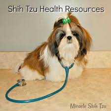 My dog pukes often in the morning, usually once a week. Shih Tzu Health Your Guide To Common Issues In The Shih Tzu Breed