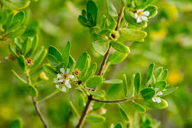 Image result for Pemphis