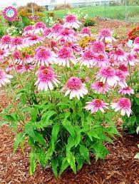 50pcs Echinacea Purpurea Bonsai Plants Perennial Bonsai Flower Plant Coneflower Showy Much Doubled Flowers Heads Potted Plan Plants Planting Flowers Perennials