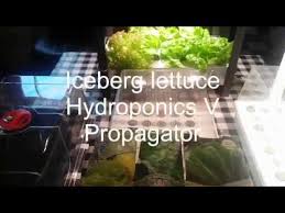 Iceberg Lettuce Hydroponics V Propagation Balmoral V Lakeland V Sweet Success Youtube
