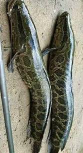Oleh itu, kami telah memilih ular sawa bola sebagai haiwan pertama. Ikan Menyerupai Warna Kulit Ular Steemit