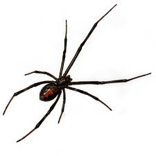 Outside, their webs can be found black widows are nocturnal, though they spin their webs during the daytime. Black Widow Identification Behavior Western Exterminator Of Las Vegas