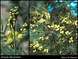 Image result for Acacia decurrens