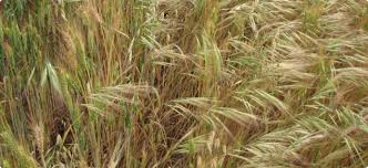 We did not find results for: Management Of Brome Grass Agriculture And Food