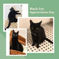 Wesley says he should be appreciated on all days, but you may pay extra attention to him today. Black Cat Market On Twitter Happy Black Cat Appreciation Day We Love Black Cats So Much That It S In Our Name These Are Owner Olivia S Cats Who Helped Inspire Us To