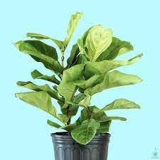 buy house plants online in canada plant collective in 2020 plants house plants plants online