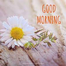 Hopefully regardless of your status, you can at least enjoy a good meme! 11 October 2016 Good Morning æ—©ä¸Šå¥½ Good Morning Flowers Good Morning Images Morning Images