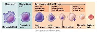 Hematopoesis
-Bone marrow
-In  presence of appropiate hemopoetic  signals hemapoetic stem cells; proliferate, differentiate, mature -> blood cells

Cytokines
-Developing progenitor cells in marrow grow nearby stromal cells ( FB's, endoth., adipocytes, Macs.)
-Form EXCM & Secrete growth factors
Hemapoetic GF's
-Inidvidual GF; (+) P,D,M of progenitor cells
+ may activate functions in mature cell
-Some GF's act on multiple growth lineages, others more specified targets
-HGF-receptors;  cytokine superfamily of receptors
i)Binding of Ligand - JAK's-STAT
-Ras/Raf/MAP bind to phosp.  CK-RC
-Binding often transient due to: SOCS
e.g
IL-1,, TNF, => GM-CSF
IL3 (M-CSF)

-Erythropoetin
-Stimuli: Hypoxia
O; kidneys - pertitubular  capillaries

Inhibitory factors of erythropoesis:
-decreased levels of stimulatory factors

