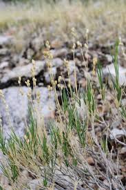 Image result for Carex johnstonii