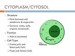 This biologywise article provides you with the structure of plant cells along with the functions of its constituents. Cytoplasm Cytosol Structure Function Cell Type Ppt Video Online Download