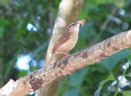 Bring a jar of honey for the. Backyard Birding Carolina Wren Babies And Nests Pethelpful