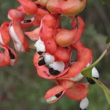 Image result for Pithecellobium dulce