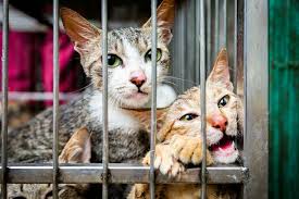 Maybe you would like to learn more about one of these? Four Paws International Animal Welfare Organisation