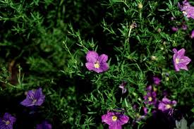 Image result for Nierembergia hippomanica