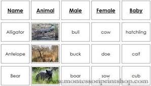 In this part, we will see the names for the homes of animals. Animals And Their Names Montessori Zoology Cards Baby Animal Names Classes Of Vertebrates Animals