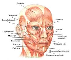 Muscles Of Facial Expressions And How They Work Crystal Touch Bell S Palsy Clinic Muscles Of Facial Expression Facial Muscles Facial Muscles Anatomy