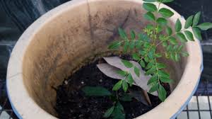 Antara kebaikan pokok daun kari ialah melalui air rebusan kulit batangnya pokok daun kari dapat membantu mengubati diabetis. Anak Pokok Daun Kari Youtube