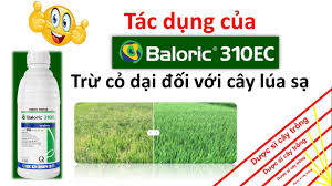 Baloric 310EC