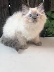 Lilac ragdolls, chocolate ragdolls, Maryland cattery