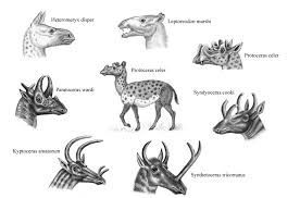 Protoceratids By William Van Der Merwe Prehistoric Hoofed Mammals That Might Be Related To Mouse Deer And Had Prehistoric Wildlife Prehistoric Animals Animals