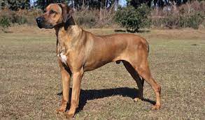 Healthy & potty trained pitbull puppies ready. Rhodesian Ridgeback Dog Breed Information