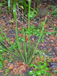 Image result for Sansevieria pearsonii