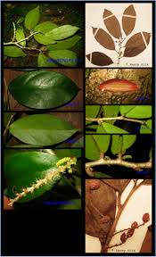 Image result for Antidesma