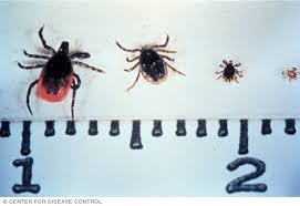 If you have a tick bite, watch for an expanding red rash or lesion at the site of the tick bite or an unexplained feverish, achy, fatiguing illness within 1 to 4 weeks after the tick bite. Lyme Disease Symptoms And Causes Mayo Clinic