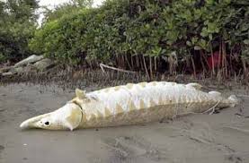 Top 10 Prehistoric Fish Alive Today Fish Sturgeon Fish Prehistoric