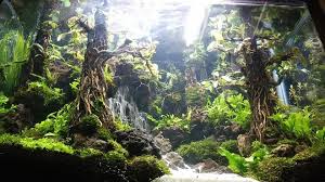 Photos From Underwater Landscapes S Post Underwater Landscapes Aquarium Landscape Aquascape Aquarium Aquascape