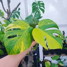 Monstera Alba Borsigiana Plant Leaves Plants House Plants