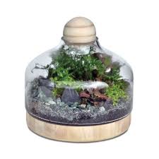 Glass Terrarium With Wood Base And Ball Lid Miniature Garden Fairy Gnome Glass Terrarium Beautiful Terrariums Miniature Garden