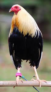 200+ gambar lucu bikin ngakak yang konyol dan gokil abis update terbaru 2018. Ali Farm Cara Beternak Ayam Filipina Part I