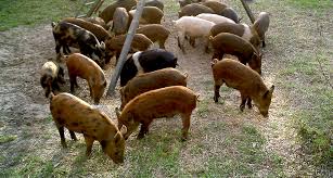 As the hogs begin to routinely enter the trap, Iwpci Summer Strategies For Targeting Feral Hogs Mossy Oak