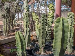 These fibrous structures, which are derived from leaves, do a some of them, such as the bunny ears cactus that is native to mexico, have glochids but lack regular spines, giving them a more harmless appearance. Totem Pole Cactus Harlow Gardens