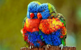 Maybe you would like to learn more about one of these? Love Birds Wallpaper For Mobile Free Download Clevertrust