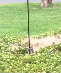 Poor thing is having a bit of an existential crisis. Hungry Squirrel Slides Down Pole After Florida Woman Greases It Up To Stop It From Stealing Food Daily Mail Online