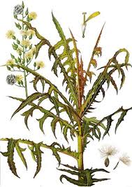 Image result for Lactuca indica