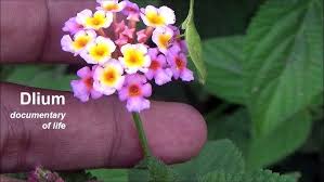 Image result for Lantana moldenkei