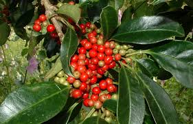 Image result for Ilex mitis