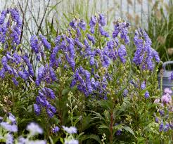 Image result for Aeschynomene abyssinica