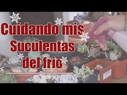 Los cactus son un tipo de plantas a las que no se sabe qué hacer con ellas con la llegada del invierno: Como Cuidar Tus Suculentas Del Invierno Youtube