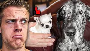 The Story of Michael Reeves: The Most Ingenious Man