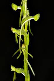 Image result for Habenaria filicornis